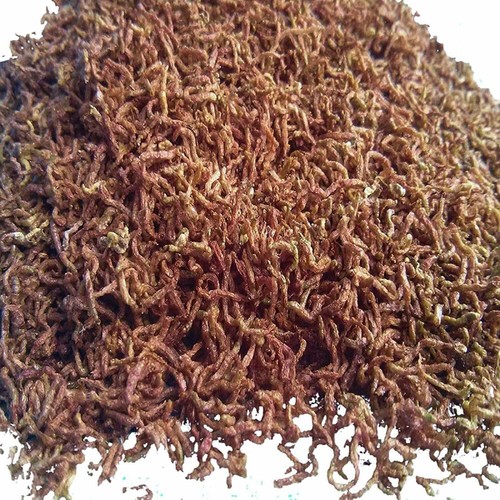 Blood worms fish - fish, freeze