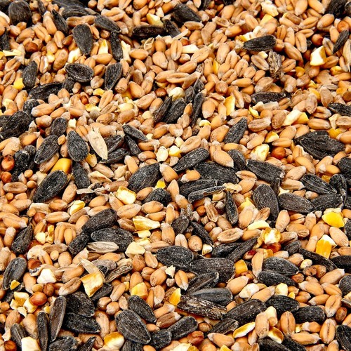 Wild bird food - food, high