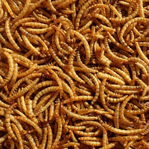 Dried mealworms premium - mealworms,